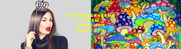 ПСИЛОЦИБИНОВЫЕ ГРИБЫ Вязники