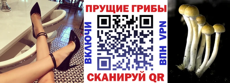 Псилоцибиновые грибы Psilocybe  Верхняя Пышма 